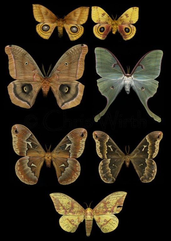 moth-scans-blog