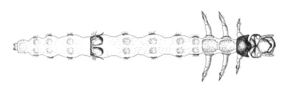 B Platychile pallida (Cicindelinae) (Arndt 1998b) angle horz