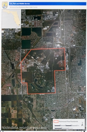 Richmond Heights Pine Rocklands (Miami Dade County)